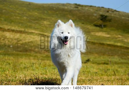 siberian samoyed, White husky dog in forest.