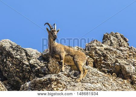 Wild goat, can walk on the high rocks izeasily.
