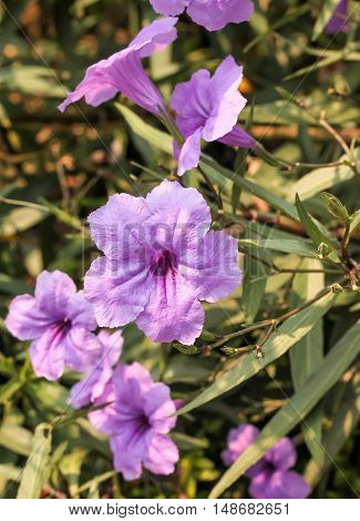 Fresh group purple ruellias flower in the garden