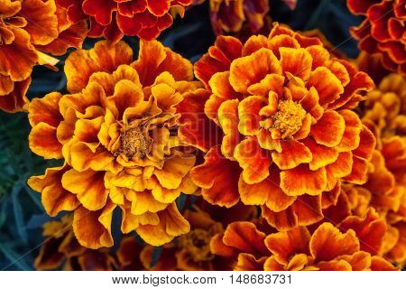Big yellow marigold flowers in garden, Tagetes erecta, top view