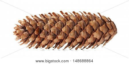 Conifer cone, fir cone or fir apple on white background.