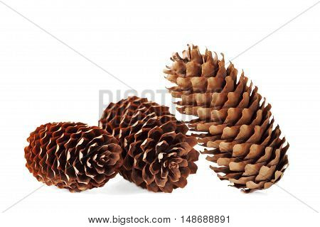 Conifer cone, fir cone or fir apple on white background.