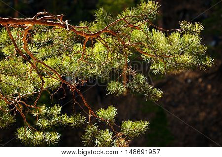 Pine Tree Branch Close Up