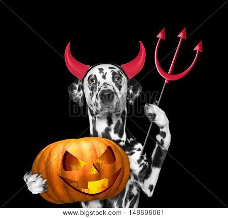 Dog with pumpkin in devils costume for Halloween -- isolated on black