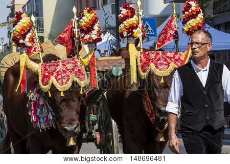 SELARGIUS, ITALY - September 11, 2016: Former marriage Selargino - Sardinia - oxen in parade