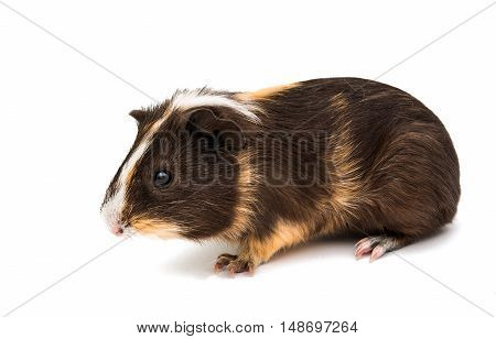 guinea pig little animal isolated on white background