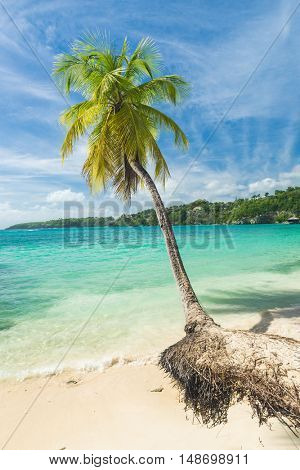 Lonely coconut palm tree on the Caravelle beach in Sainte Anne, Guadeloupe, Caribbean