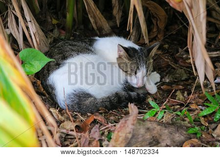 Two toned cat sleep happily  in a bush