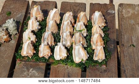 fresh sea shells in santa maria in kape verde