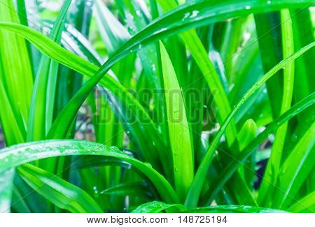Closeup fresh green pandan on nature, raw material for make cooking