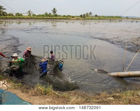 10 Apil 2016 : Thailand farmers are harvesting fish from their pond with a fishing net in Chachoengsao