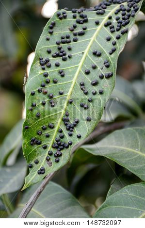close up small anthracnose on mango leaves
