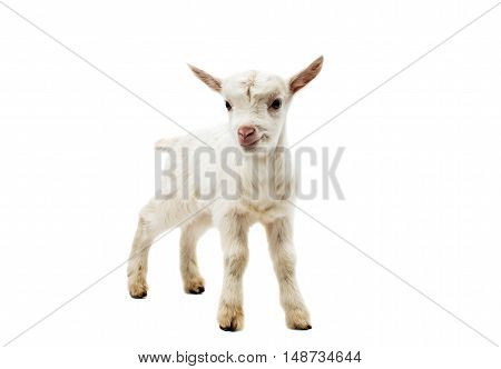 Portrait of a white goat standing in full length isolated on white background