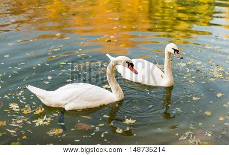 Two swans floating in a pond autumn
