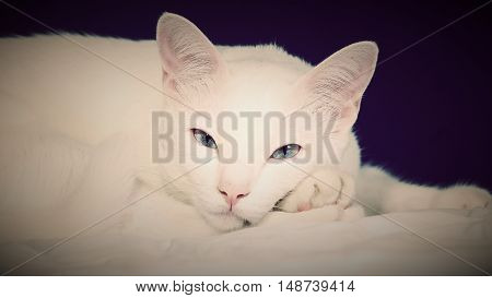 white Siamese cat blue eye in studio