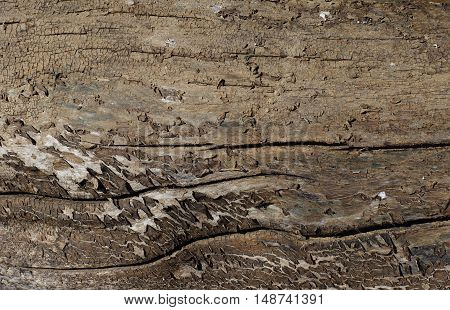 rough old wood texture with cracks