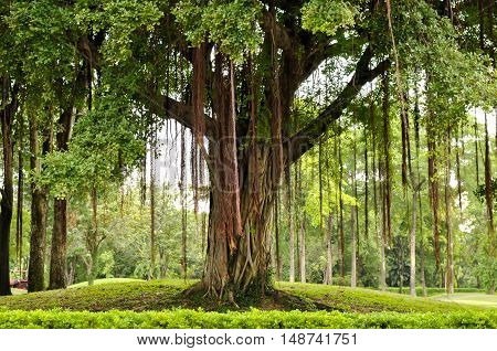 Big tree in park Bangkok Thailand, Hugh tree