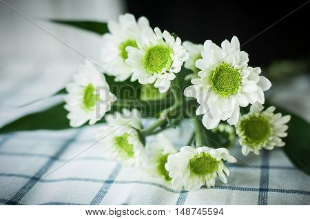 flower mum on the tablecloth, beautiful green color flower