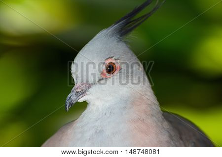 Closeup bird portrait of a crested pigeon, or Ocyphaps lophotes