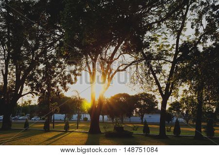 Sunset light through the trees in the park