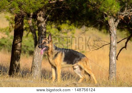 portrait of german shepherd dog in nature. summer