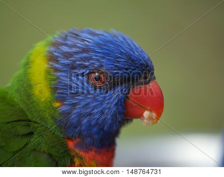 Head of australian rainbow lorikeet parrot - Trichoglossus moluccanus