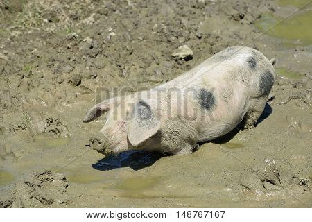 Gloucester Old Spot Pig Young pig in mud