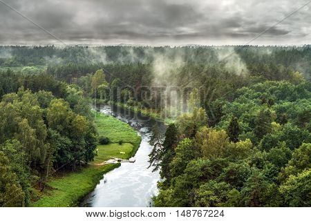 Pinewood after heavy rain during the summer