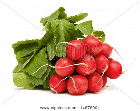 fresh radish