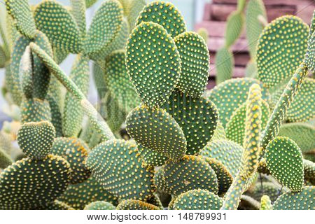 close up of opuntia microdasys or prickly pears cactus in botanical garden