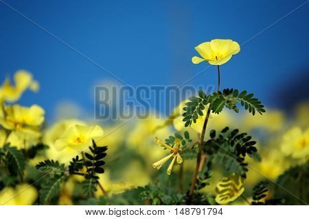 Yellow flowers of Tribulus zeyheri against a blue sky, Kalahari, South Africa