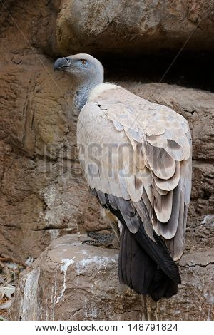 An endangered Cape vulture (Gyps coprotheres) sitting on rock ledge, South Africa