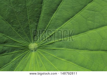 Motifs of lotus leaves are beautiful I photographed this close-up .To see a particular pattern of leaves.
