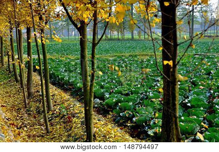 Pengzhou China - December 3 2009: Field of cabbages seen through a row of autumnal yellow-leaved Gingko trees lining a rural road