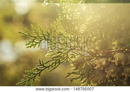 autumn nature background. Pretty autumn nature background.Evergreen arborvitae