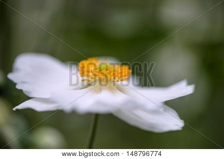 Stunning Close Up Image Of White Anemone Flower In Summer
