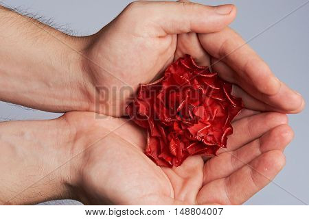 Red Rose In Hands