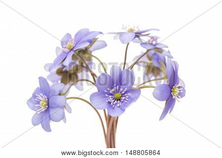 blue Hepatica nobilis on a white background