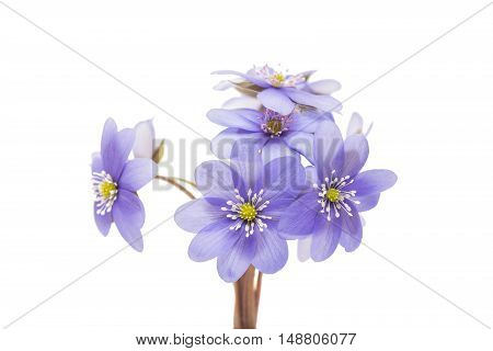 blue Hepatica nobilis on a white background