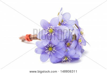 blue Hepatica nobilis isolated on white background