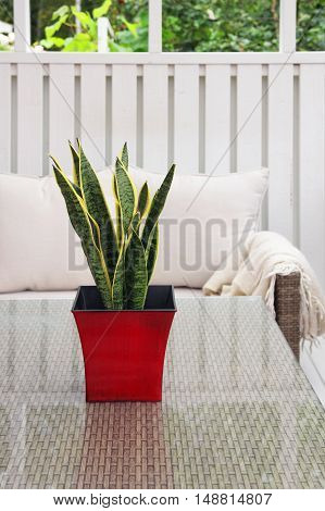 Green plant in red pot on modern terrace glass table
