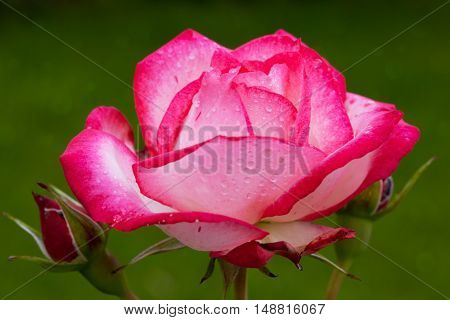 Close up of pink rose petal and water drops .Macro Shot of a pink Rose.