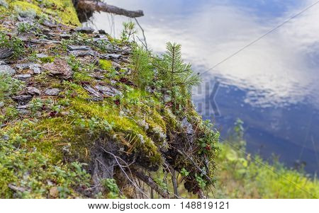 background  moss and small pine on the cliff above the river with sky reflection