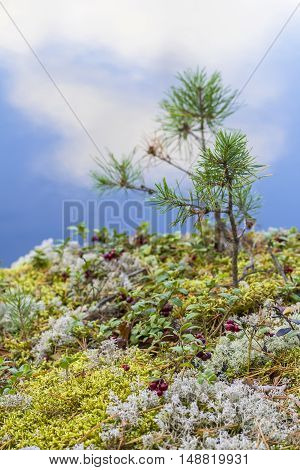 Red cranberries background berry among moss and small pine on the cliff above the river
