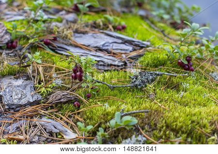 Red cranberries background berry among moss  in the autumn