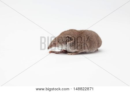 on a white background there is a small shrew