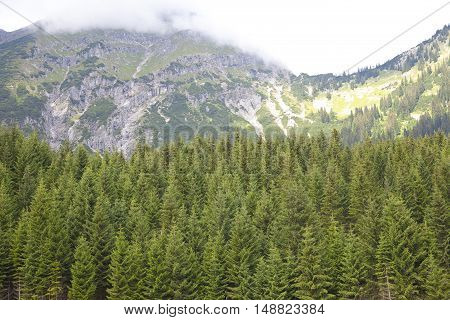 Green trees with beautiful mountains near Berwang Tirol Austria
