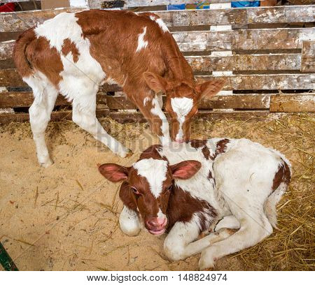 Red baby cow calf standing at stall at farm countryside