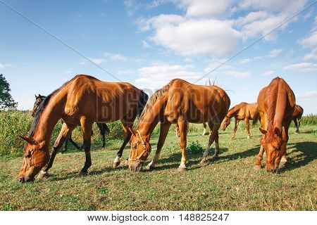 herd of horses is grazed on a alpine green meadow. Idyllic scenery with grazing horses, blue sky and white clouds. grazing horses in summer pasture