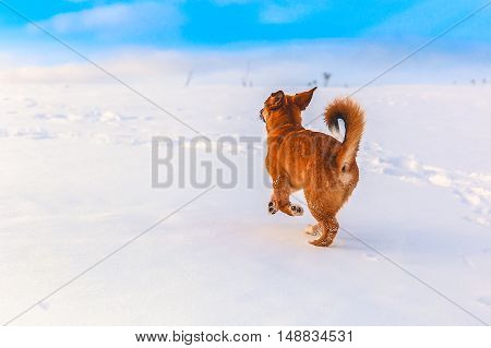 Little red dog is digging in the snow